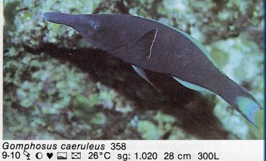 Gomphosus caeruleus